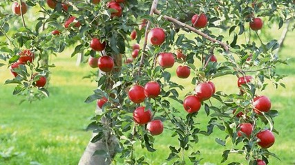 A Tree and Its Fruit